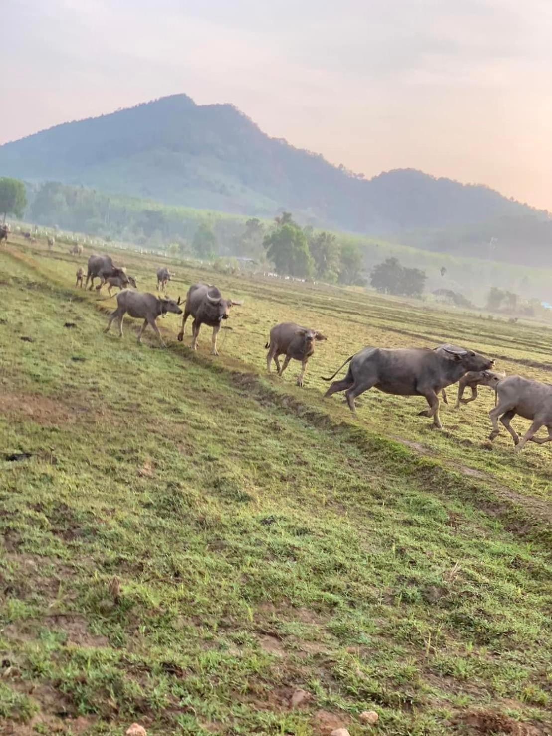 Connexion Hostel เกาะยาวน้อย ภายนอก รูปภาพ